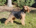 Welshterrier_1
