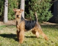 Welshterrier_3