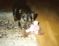 Welshterrier_2