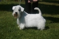 Sealyhamterrier_2