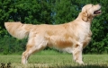 Golden retriever_1
