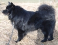 Svensk lapphund_1