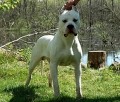 Dogo argentino_2