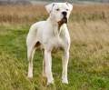 Dogo argentino_1