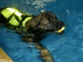 Leonberger_1