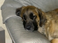 Leonberger_3