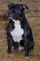 Bild på Staffordshire bullterrier