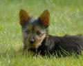 Australisk terrier_1