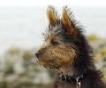 Australisk terrier_3