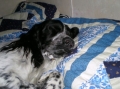 Engelsk springer spaniel_2