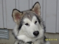 Alaskan malamute_3