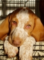Bracco italiano_2