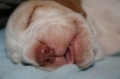 Bracco italiano_1