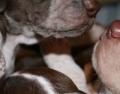 Bracco italiano_3