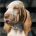 Bracco italiano_2