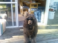 Portugisisk vattenhund_2
