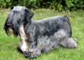 Cesky terrier_1