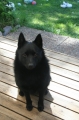 Bild på Schipperke