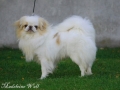 Bild på Japanese chin