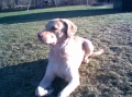 Bild på Chesapeake bay retriever