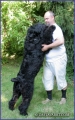 Svart terrier_3