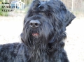 Svart terrier_2