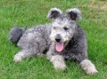 Pumi_2