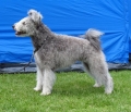 Pumi_1