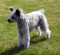 Pumi_3