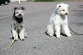 Pumi_2