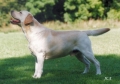 Labrador retriever_1