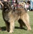 Leonberger_2