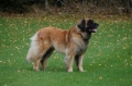 Leonberger_1
