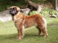 Leonberger_3
