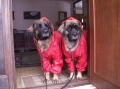 Leonberger_2