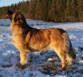 Bild på Leonberger