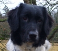 Stabyhoun_2