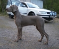 Bild på Weimaraner