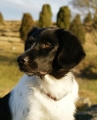 Stabyhoun_3