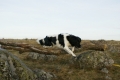Stabyhoun_1